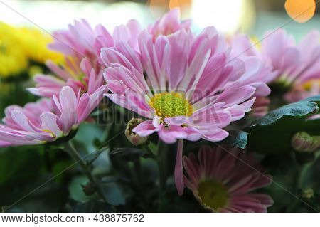 Closeup Of Pink And Yellow Chrysanthemums In Bloom