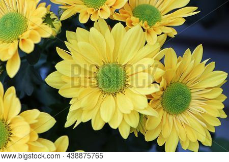 Closeup Background Of Yellow And Green Centered Mums