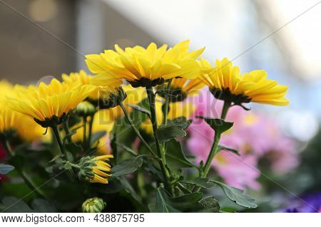 Side View Of Yellow Mum Flowers Blooming