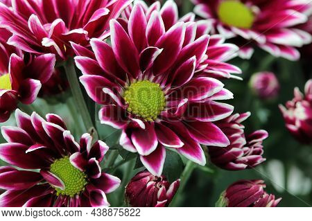 Background Of Vibrant Red And White Mums Flowering