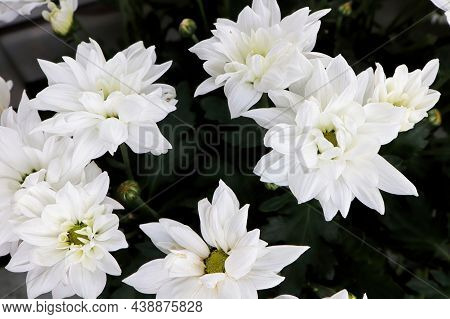 Closeup Background Of White Mums In Bloom