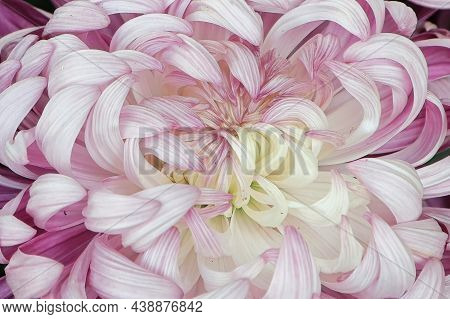 Macro Of The Center Of A Pink And White Spider Mum