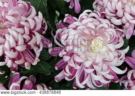 Background Of Pink And White Shades On A Spider Mum