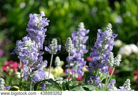 Blooming Marwa, A Species Of Sage (latin - Salvia)