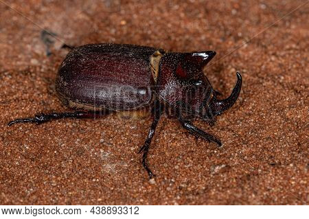 Adult Rhinoceros Beetle Of The Species Coelosis Bicornis
