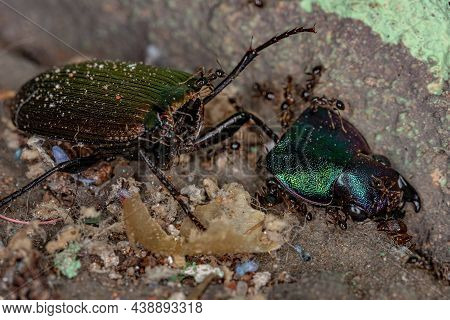 Adult Female Big-headed Ants Of The Genus Pheidole Eating A Dead Adult Ground Beetle Of The Species 