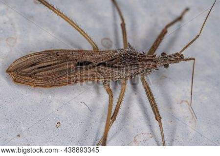 Adult Assassin Bug