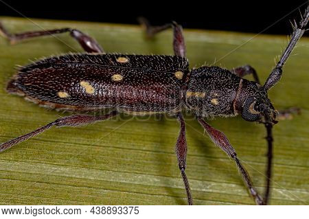 Adult Typical Longhorn Beetle Of The Species Ambonus Electus