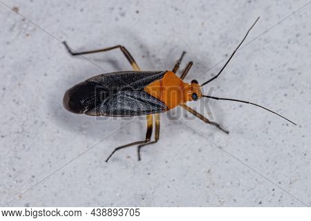 Adult Plant Bug Of The Family Miridae