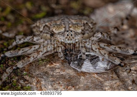 Adult Longspinneret Spider Of The Family Hersiliidae Preying On A Beetle