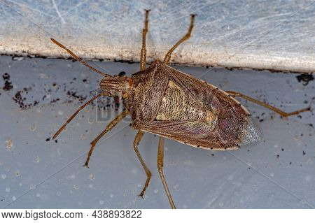 Adult Stink Bug Of The Genus Oebalus