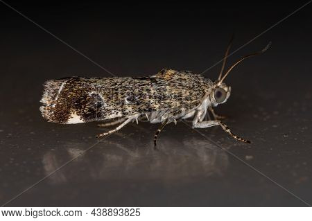 Adult Moth Insect Of The Species Spragueia Margana