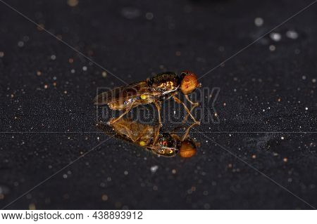 Adult Male Soldier Fly Of The Genus Microchrysa