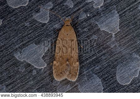 Adult Flat-bodied Moth Of The Family Depressariidae