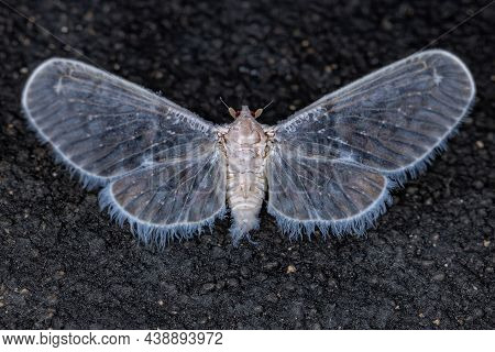 Adult Planthopper Insect Of The Family Derbidae