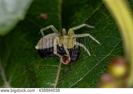 Small Green Ghost Spider Of The Family Anyphaenidae