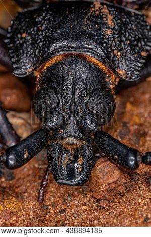 Adult Giant Prionid Beetle Of The Species Ctenoscelis Coeus