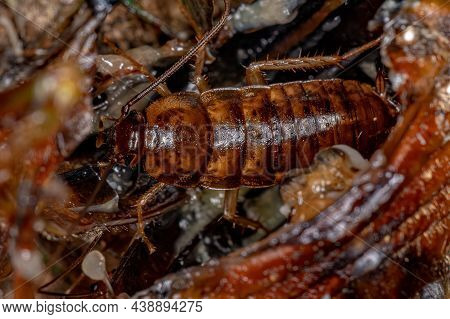 Small Wood Cockroach Nymph Of The Family Ectobiidae Inside A Cicada Eating Its Insides