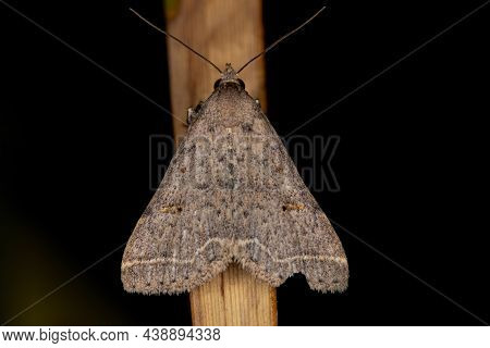Adult Litter Moth Of The Subfamily Herminiinae