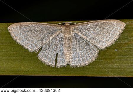 Adult Geometer Moth Of The Family Geometridae