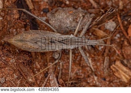 Adult Assassin Bug