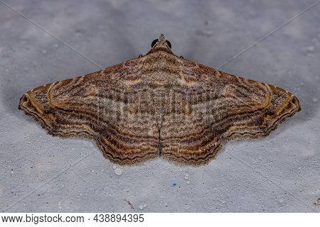 Adult Moth Insect Of The Genus Tyrissa