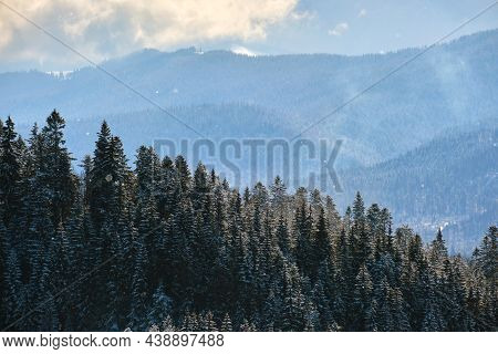 Winter Landscape With Spruse Trees Of Snow Covered Forest In Cold Mountains.
