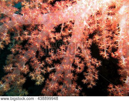 Dendronephthya Hemprichi Coral Growing On A Wreck Boracay Island Philippines