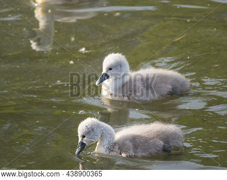 Close Up Two Fluffy Little Chick Of Mute Swan, Cygnus Olor Swimming On Brown Green Water Suface In S