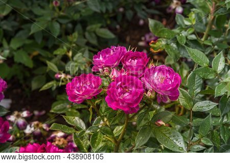 Rose Gallica Var. Conditorum Dieck Conditorum. Selected Sorts Of Exquisite Roses For Parks, Gardens,