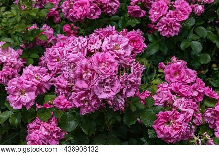 Rose Gallica Var. Conditorum Dieck Conditorum. Selected Sorts Of Exquisite Roses For Parks, Gardens,