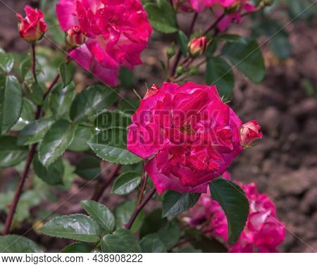 Rose Banbridge. Diverse, Extensive Botanical Garden. The Beauty Magic Of The Roses Blossoms. Selecte