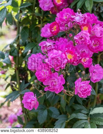 Rose Banbridge. Diverse, Extensive Botanical Garden. The Beauty Magic Of The Roses Blossoms. Selecte