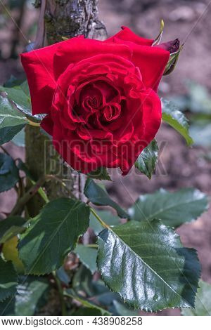 Rose Banbridge. Diverse, Extensive Botanical Garden. The Beauty Magic Of The Roses Blossoms. Selecte