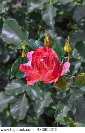 Rose Banbridge. Diverse, Extensive Botanical Garden. The Beauty Magic Of The Roses Blossoms. Selecte
