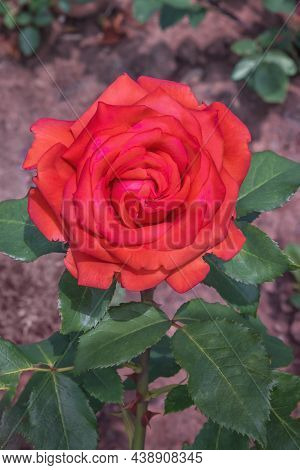 Rose Banbridge. Diverse, Extensive Botanical Garden. The Beauty Magic Of The Roses Blossoms. Selecte