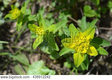 Cushion Spurge Yellow Flowers - Latin Name - Euphorbia Epithymoides (euphorbia Polychroma)