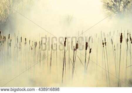 Coastal Zone Of Marsh Creek, Strong Smoke From Fire Of Liana Overgrowth. Spring Fires Of Dry Reeds D