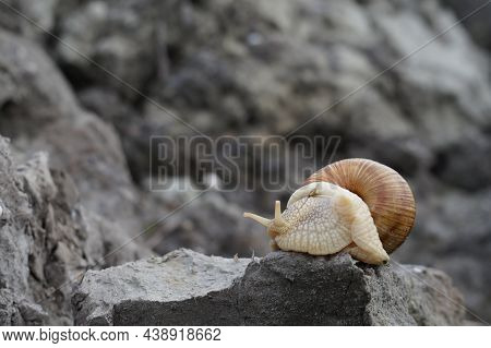 Edible Snail Helix Pomatia Burgundy Snail Escargot.