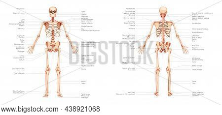 Skeleton Human Body Diagram Anterior Posterior Front Back View With Parts Labeled. Set Of Flat Conce