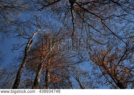 Autumn Golden November Forest On Warm Sunny Day. Blue Sky And Branches Of Trees Rush High Up. Leaves