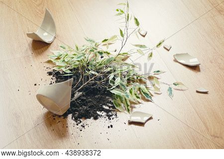 Ficus Benjamina Has Fallen On The Floor, Broken Flowerpot, Dirt And Pieces Of Ceramic Pot