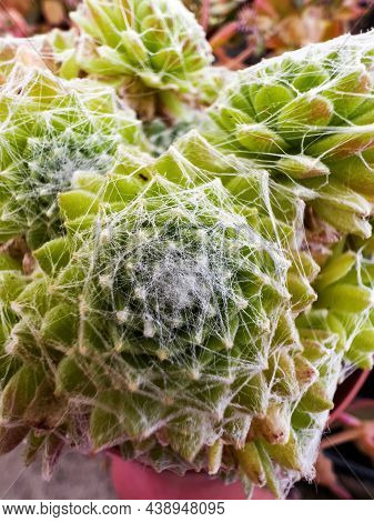 Sempervivum Arachnoideum Plant Close-up Macro Shot Of Nature