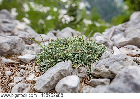Small Green Plant On Rock In Sella Nevea Mountains, Julian Alps, Friuli-venezia Giulia, Italy