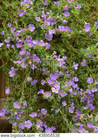Violet colored Ornamental Bacopa flowers hanging with long trailing branches off a planter