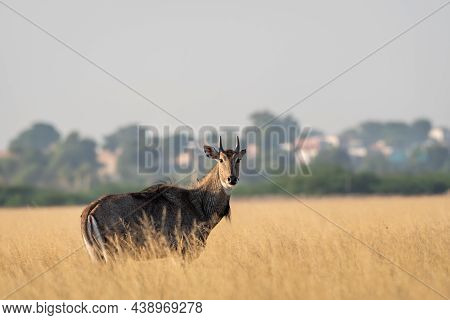 Adult Male Nilgai Or Blue Bull Or Boselaphus Tragocamelus A Largest Asian Antelope Side Profile In O