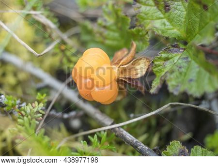 Close Up Of Ripe Orange Yellow Cloudberry, Rubus Chamaemorus. Macro Of Fresh Wild Northern Berry Gro