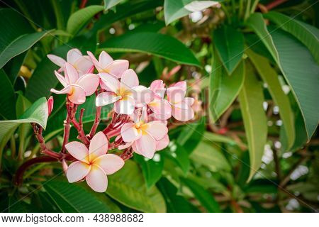 Frangipani Flowers Bloom In The Morning Sun. White And Yellow Plumeria Frangipani Flowers On Tree.