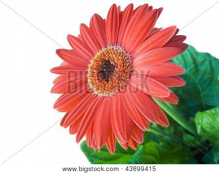 Foto di floricoltura