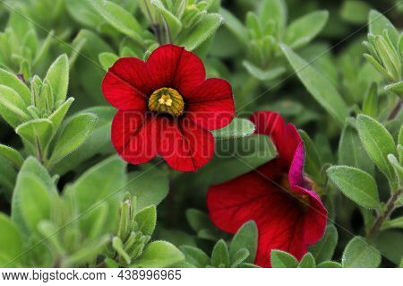 Closeup Of A Red And Black Pentunia Flower Petals